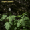 Årets växt 2017 – Trolldruvor