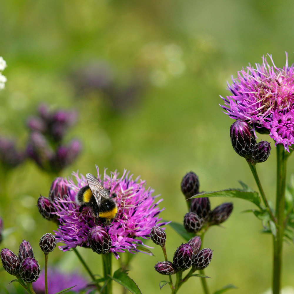 Big Banner - Ängsskära - Mats Wilhelm Naturfotograferna
