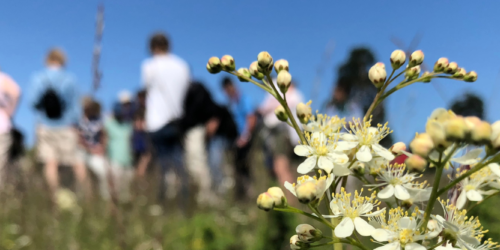 De vilda blommornas dag - Banner