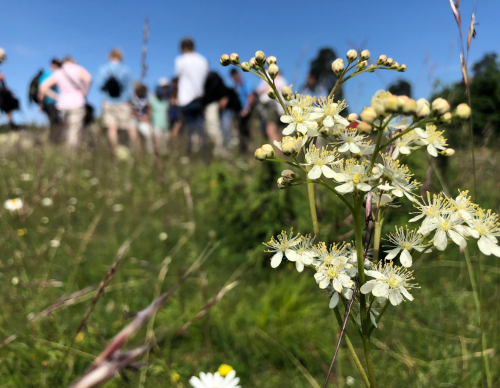 Fast links V3 - De vilda blommornas dag - engagerasidan