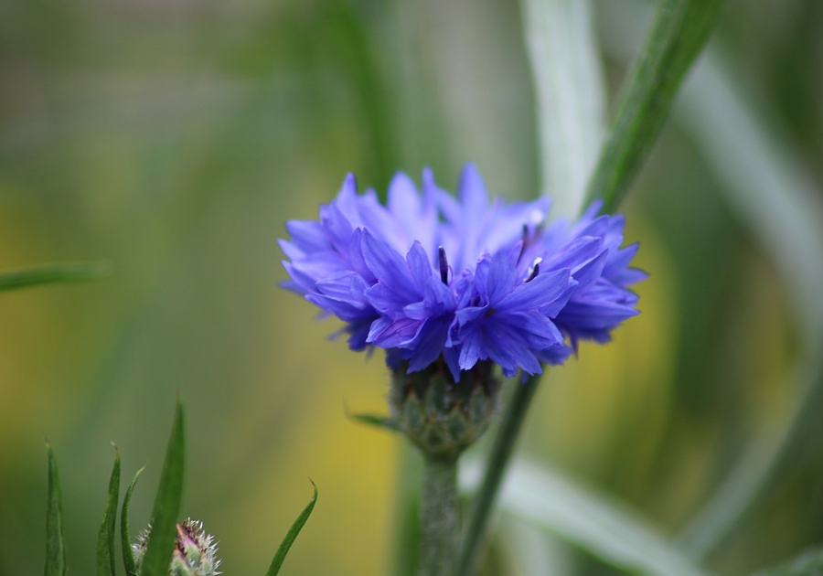 Årets växt 2013 - Blåklint - Svenska Botaniska Föreningen