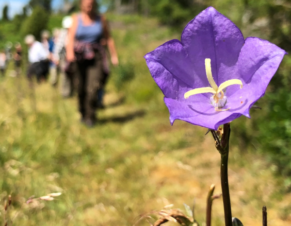 Half image - Stor blåklocka - Jan Petersson - Engagera