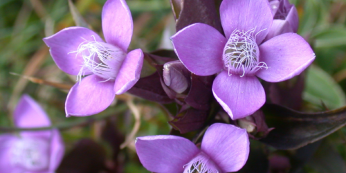 Image Banner - Årets växt 2003 Fältgentiana - Mauriel Bendel, Wikimedia CC ASA 4.0
