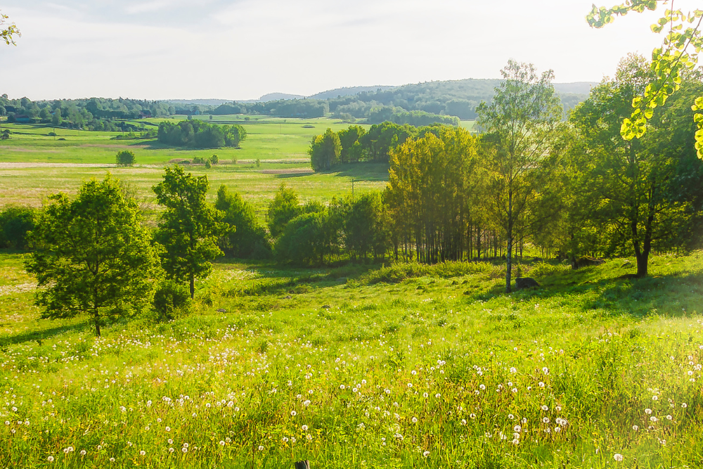 Image Banner - Betesmark - Peter Vahlersvik - iStock