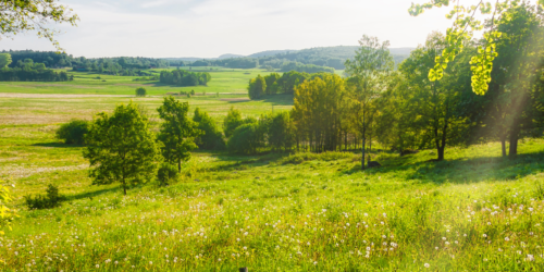 Image Banner - Betesmark - Peter Vahlersvik - iStock