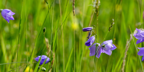 Image Banner - liten blåklocka Mats Wilhelm