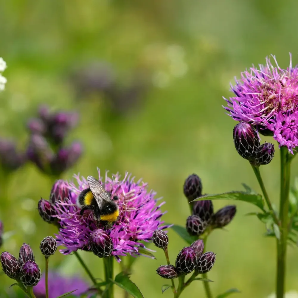 big-banner-angsskara-mats-wilhelm-naturfotograferna-