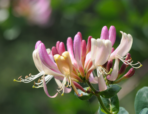 Botaniska Föreningen i Göteborg - Fastlink V3-2