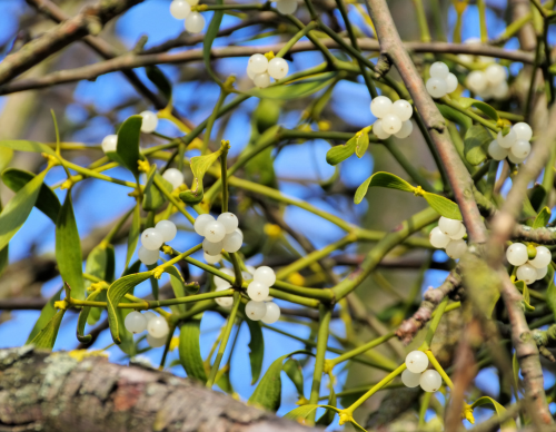 Botaniska Föreningen i Västmanlands län - Fastlink V3-2