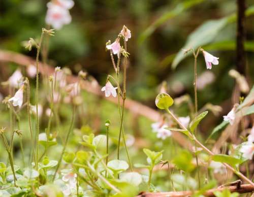 Botaniska Sällskapet i Jönköping - Fastlink V3-2