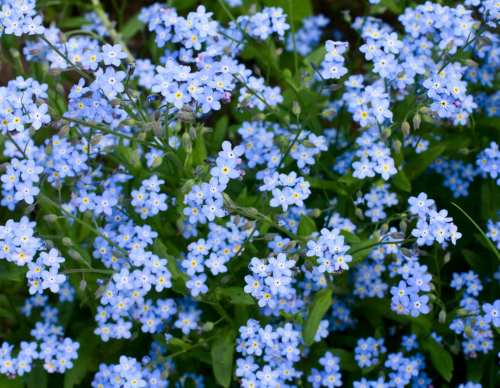 Dalslands Botaniska Förening - Fastlink V3-2