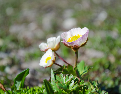 Föreningen Pite lappmarks flora - Fastlink V3-2
