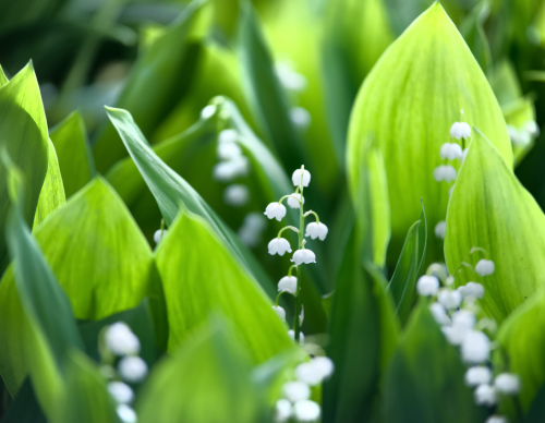 Gävleborgs Botaniska Sällskap - Fastlink V3-2