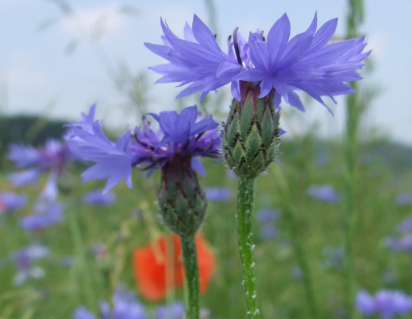 Half image - Blåklint Albert H.- Wikimedia CCASA3.0