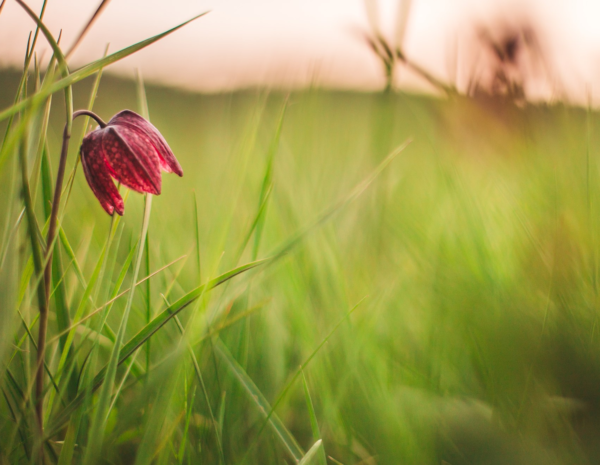 Half image - Kungsängslilja Anders Tovinger - Wikimedia CCASA4.0