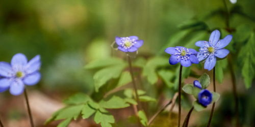 Image Banner - Blåsippa - Canva