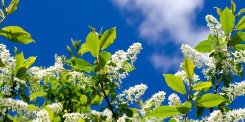 Image Banner - Hägg - Canva