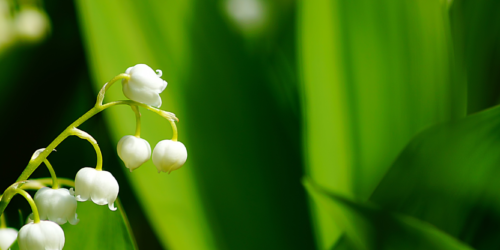 Image Banner -Liljekonvalj - Canva