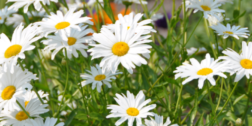 Image Banner -prästkrage - Canva