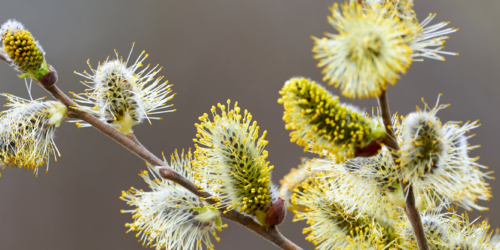 Image Banner -Sälg - Canva
