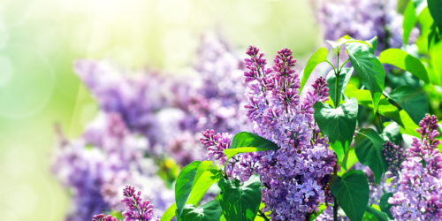 Image Banner -Syren - Canva
