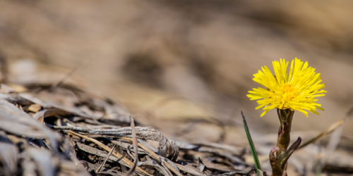 Image Banner - Tussilago - Canva