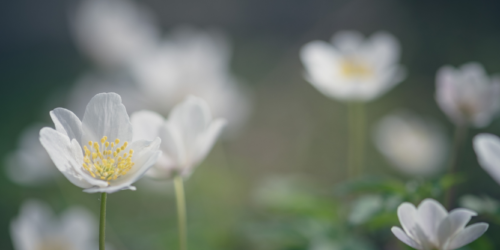 Image Banner - Vitsippa Canva