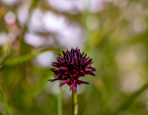 Jämtlands botaniska SÄllskap - Fastlink V3-2