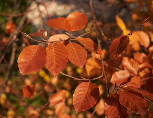 Lunds Botaniska Förening-Fastlink V3-2