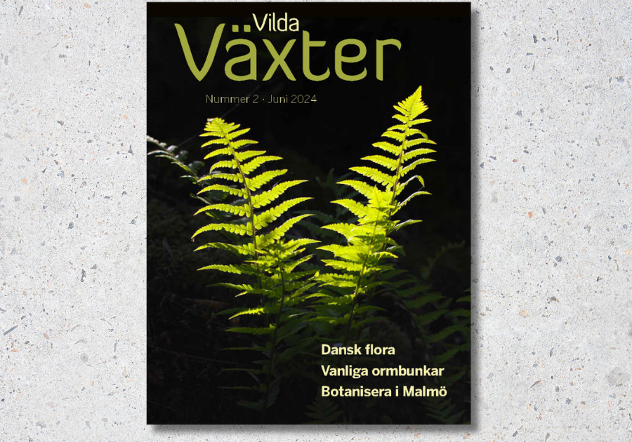 Vilda V xter Nr 2 2024 Svenska Botaniska F reningen vilda-v-xter-nr-2-2024-svenska-botaniska-f-reningen