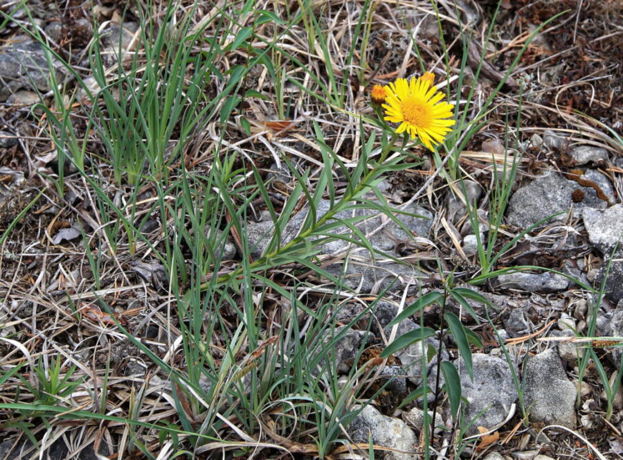 Svärdkrissla-Bräntings-haids-naturreservat-Rute-20110706EVN-1024x755