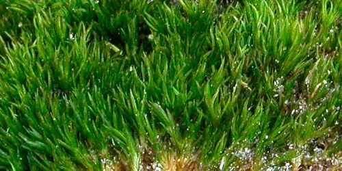 Eucladium-verticillatum-Tomas-Hallingbäck2000x667