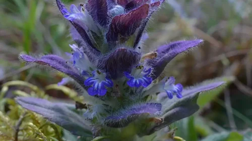 Blåsuga-Barbro-Risberg-900x700