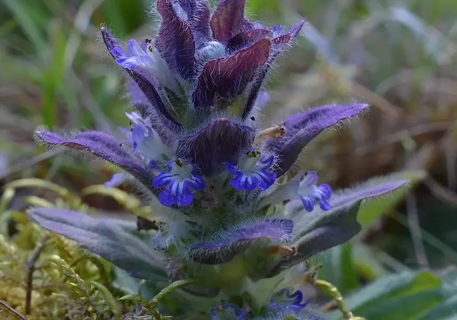 Årets växt - Blåsuga - Svenska Botaniska Föreningen
