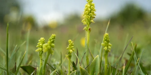 Honungsblomster Olle Amcoff