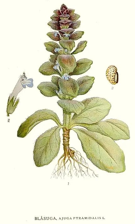 103_Ajuga_pyramidalis