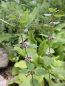 Mentha x smithiana